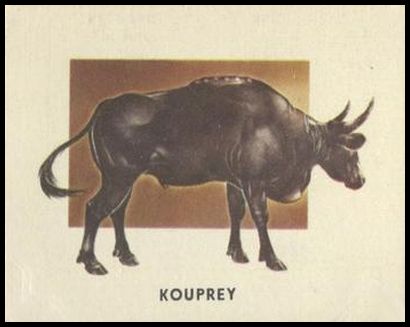 183 Kouprey